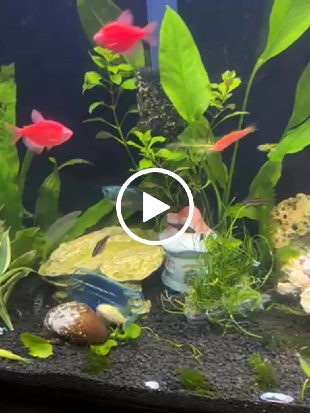 Customer video review of Dwarf Aquarium Lily (Nymphaea stellata)