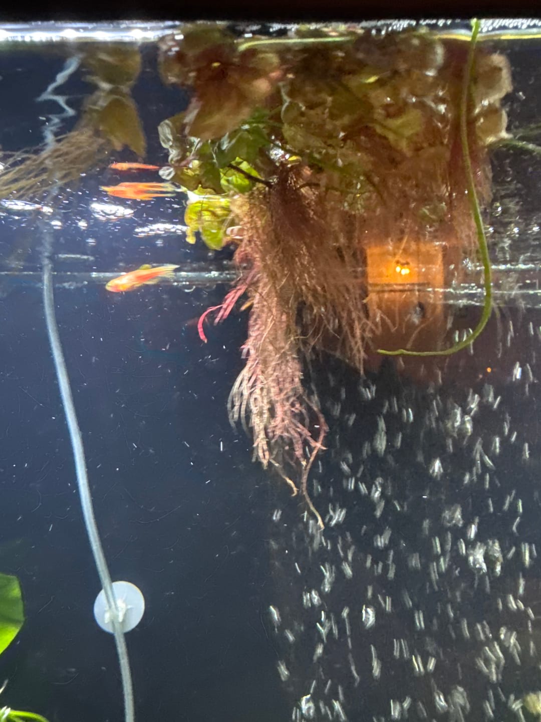 Customer photo review of Red Root Floaters