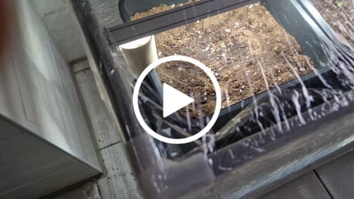 Customer video review of Amnesia Haze Auto Feminisierte Sativa-dominante Cannabissamen – Legal kaufen für den Cannabis Eigenanbau