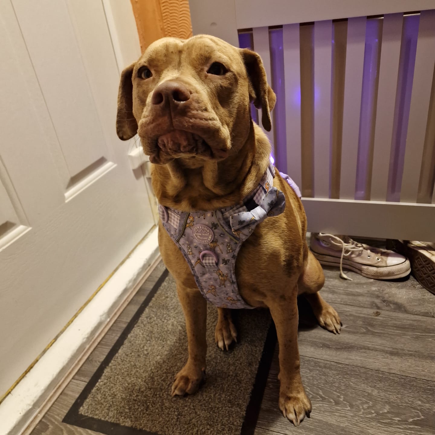 Customer photo review of Disney© Tough Trails™ Harness - Bambi + Friends Lilac