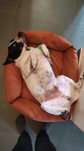 Customer photo review of Divanetto Mattias Caramello (Soft Touch)