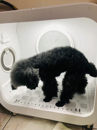 undefined review of 霍曼寵物烘乾箱Ultra【獨家早鳥66折】 image 2 out of 2