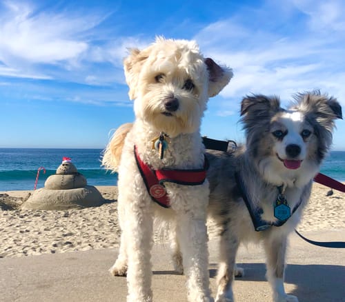 Customer photo review of Activity & Recovery