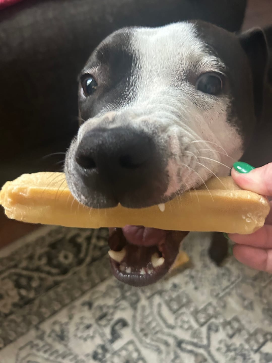 Customer photo review of Himalayan Yak Chew (EXTRA LARGE)