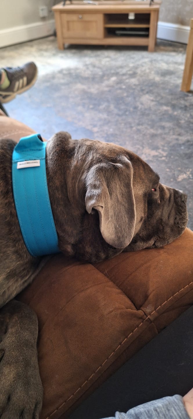 Customer photo review of 5cm Combat® Collar | With Handle & Secure Clip - Light Blue