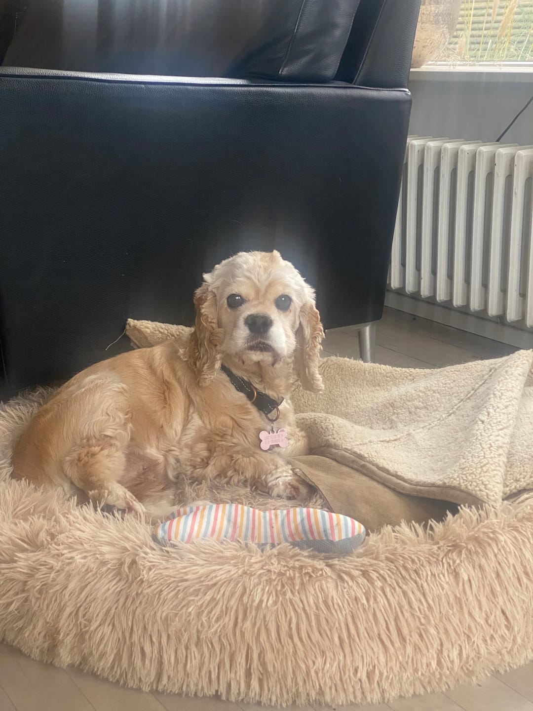 Customer photo review of THE ORIGINAL - Donut hundeseng (beige)