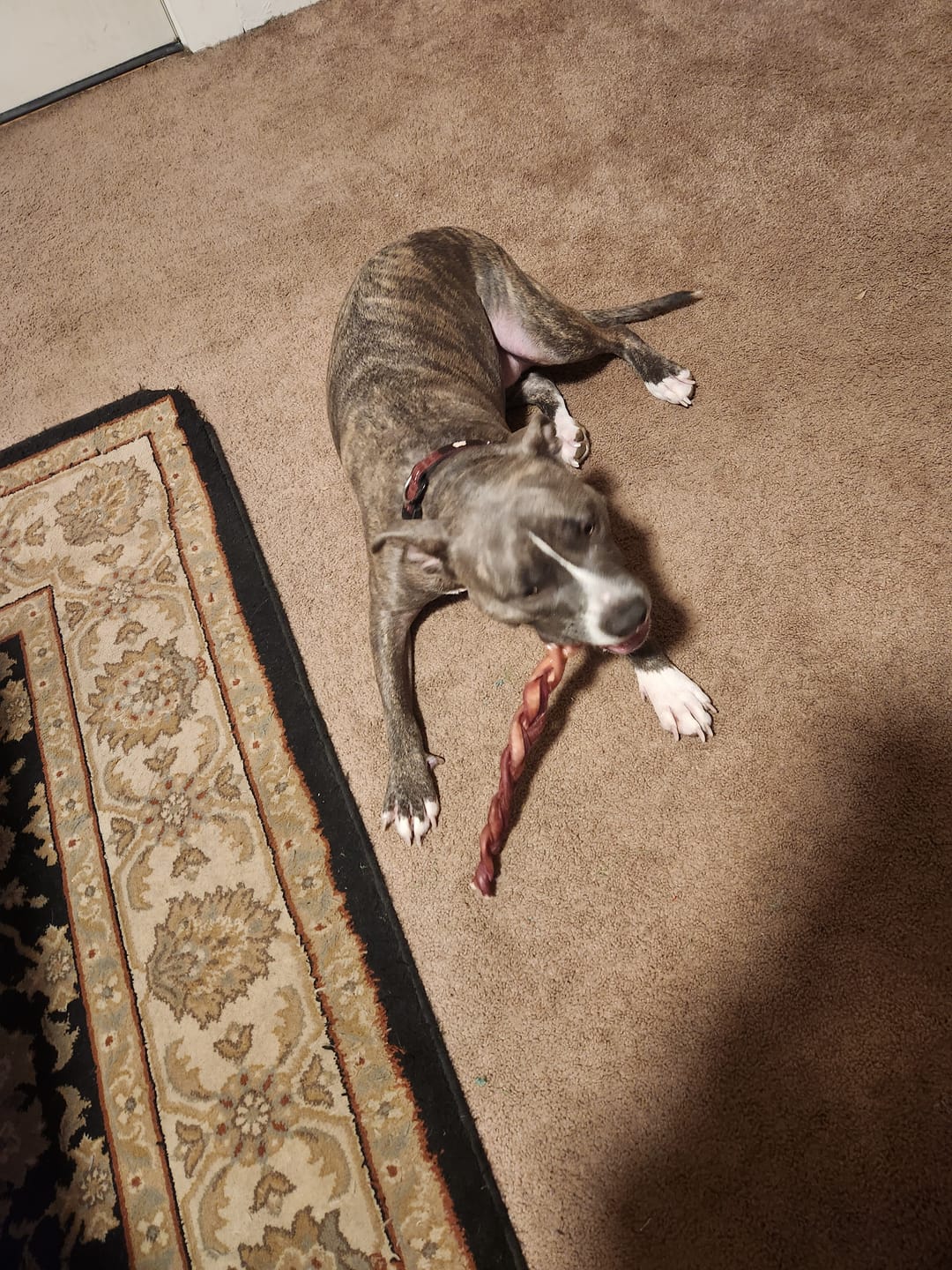 Customer photo review of 12 Inch Monster Braided Bully Stick