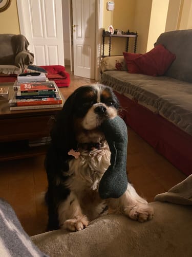 Customer photo review of Gioco Osso