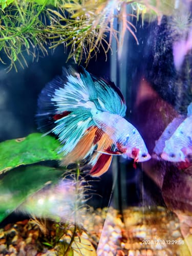 Customer photo review of Multicolor Halfmoon Male Betta Fish | High Grade | Order Directly From Farm|  You Pick Fish |