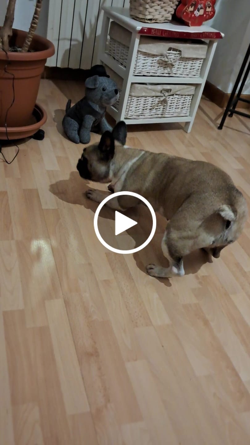 Customer video review of Linea Grain Free - Maiale con Patate Dolci e Mele - Cane Adulto