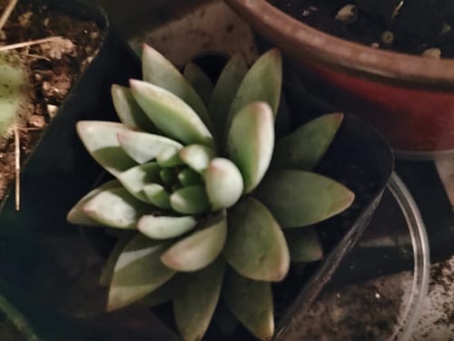 Customer photo review of Sedeveria Blue Burrito