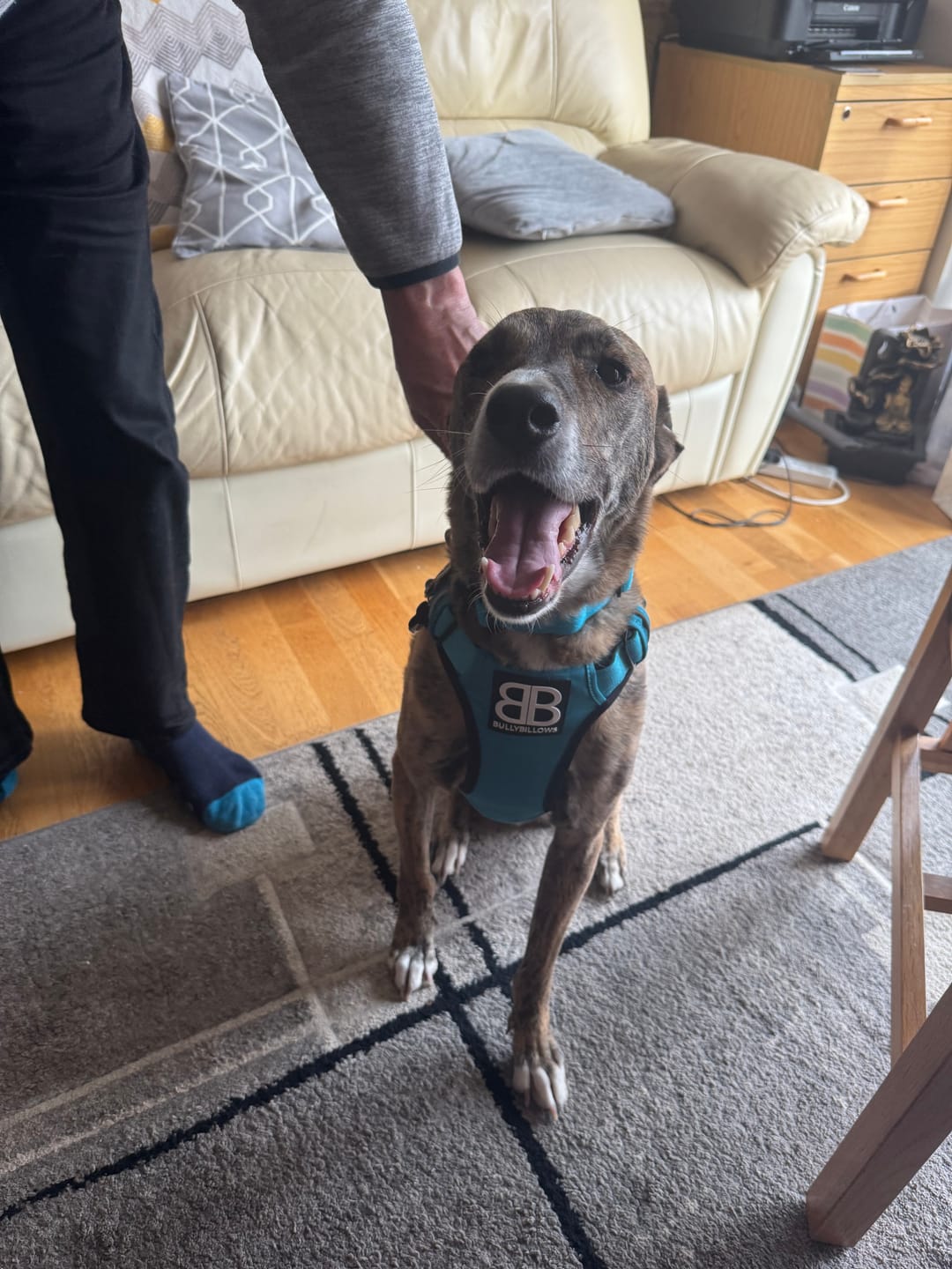 Customer photo review of Comfort Premium Harness | Non Restrictive - Light Blue