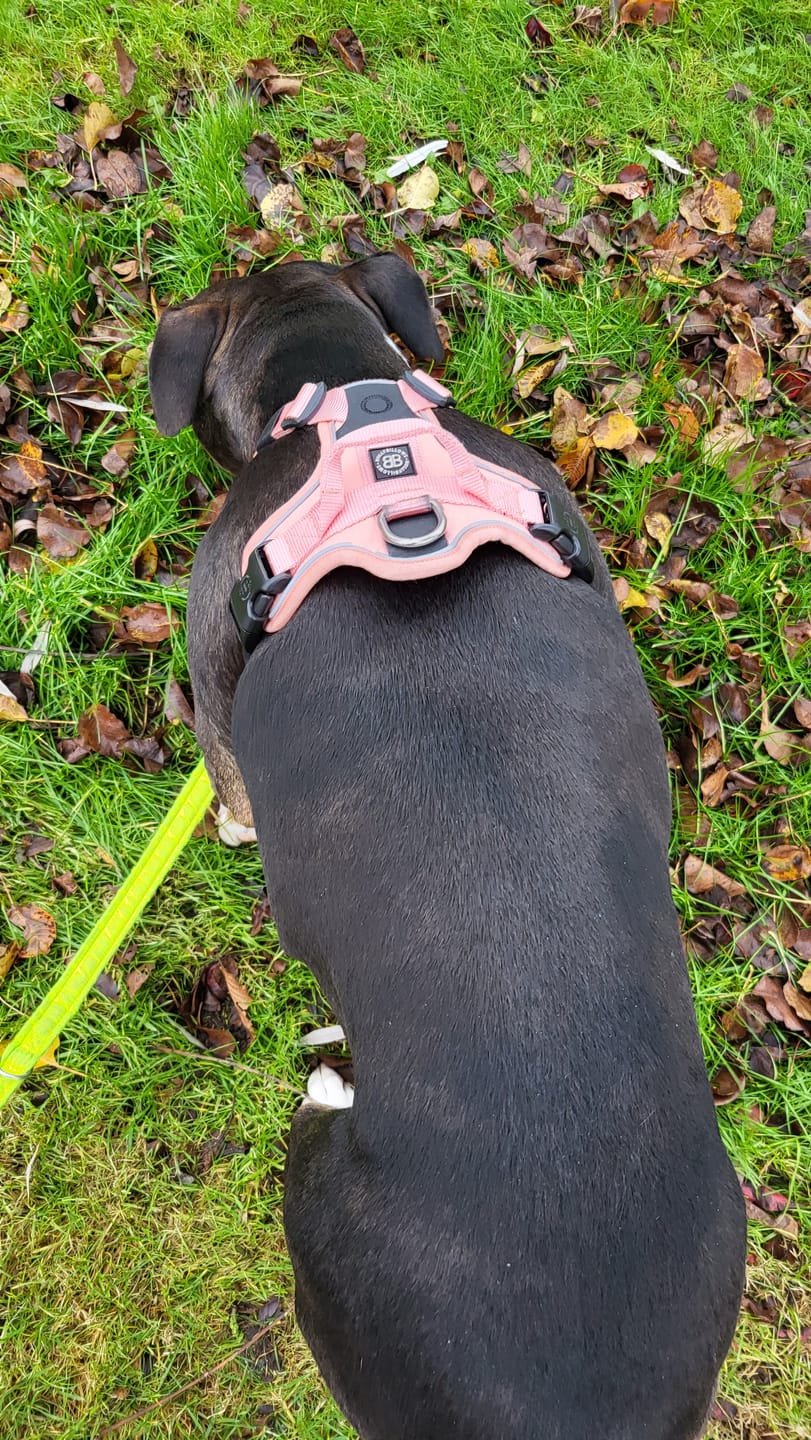 Customer photo review of Anti Pull Harness | With Handle & Lighter | Hurricane Harness - Pink