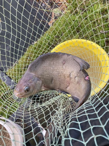 Customer photo review of SKRETTING EXPANDER PELLETS