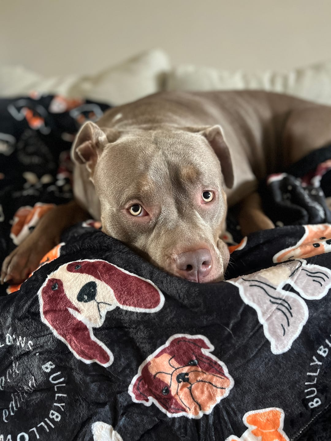Customer photo review of Black Edition | Luxury Dog & Human Blanket