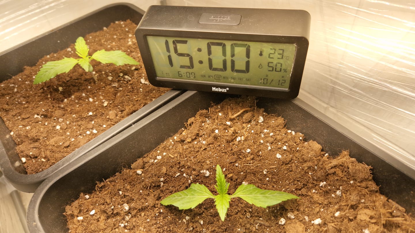 Customer photo review of Amnesia Haze Auto Feminisierte Sativa-dominante Cannabissamen – Legal kaufen für den Cannabis Eigenanbau
