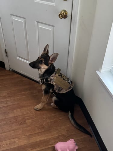 Customer photo review of NEW Upgraded Tactical No-Pull Team K9™ Dog Harness with 4 Quick-Release Metal Buckles, Reinforced Front & Back D-Rings, Hook & Loop Panels, Adjustable Straps, Reflective Strips, & Top Handle