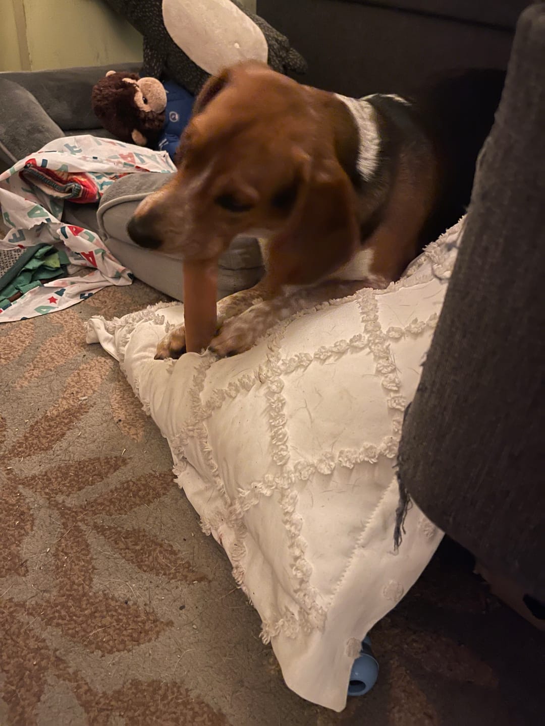 Customer photo review of Blueberry Himalayan Yak Chew (MEDIUM)