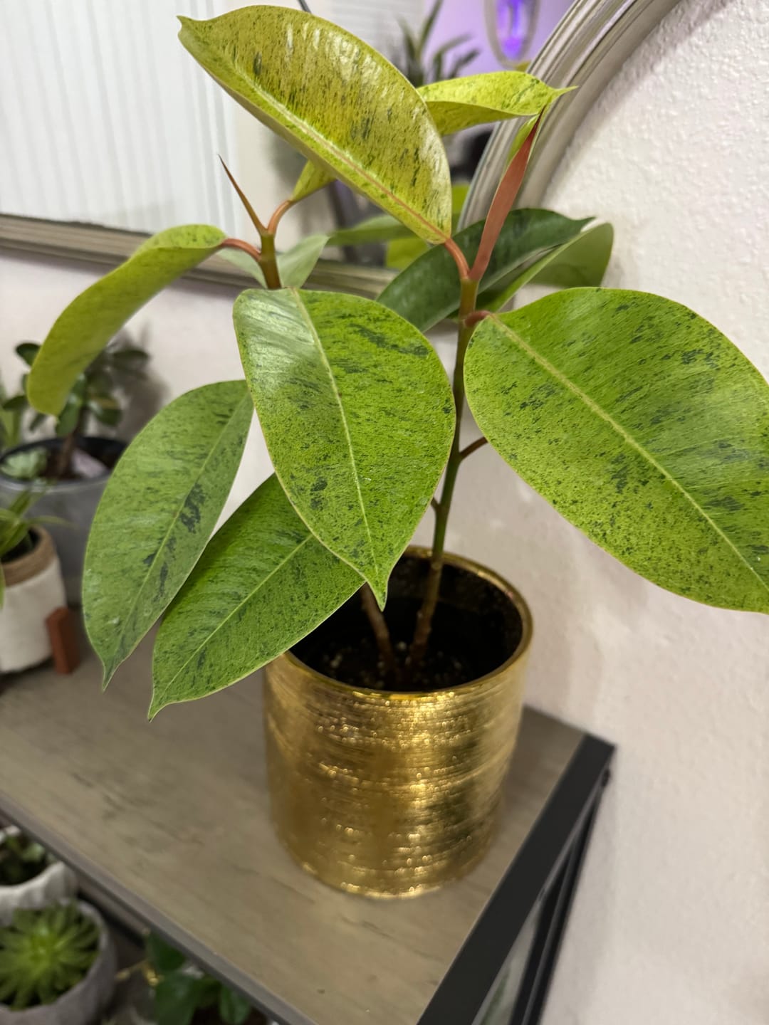 Customer photo review of Ficus elastica 'Shivereana'