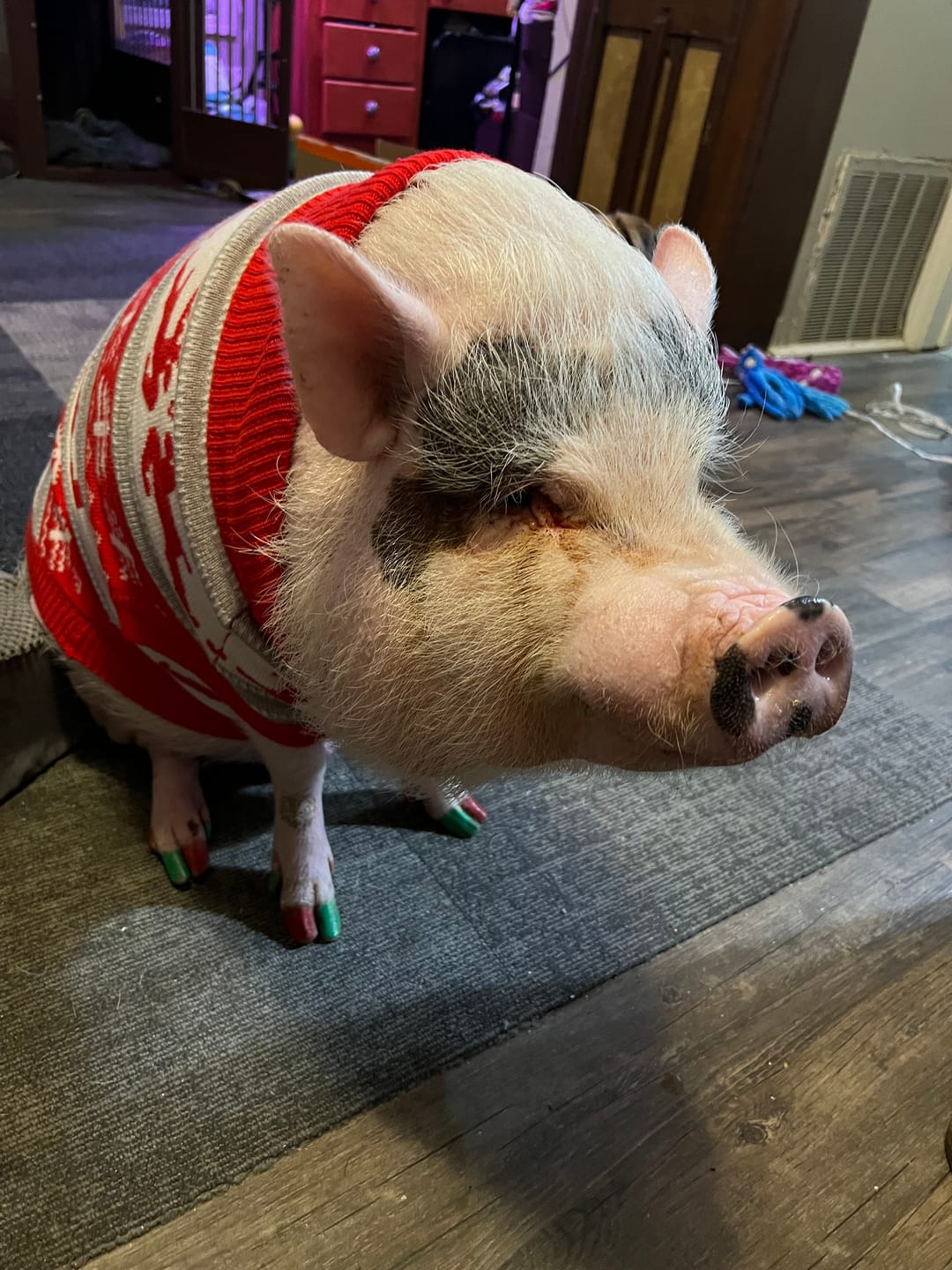 Customer photo review of Christmas Dog Knit Sweater