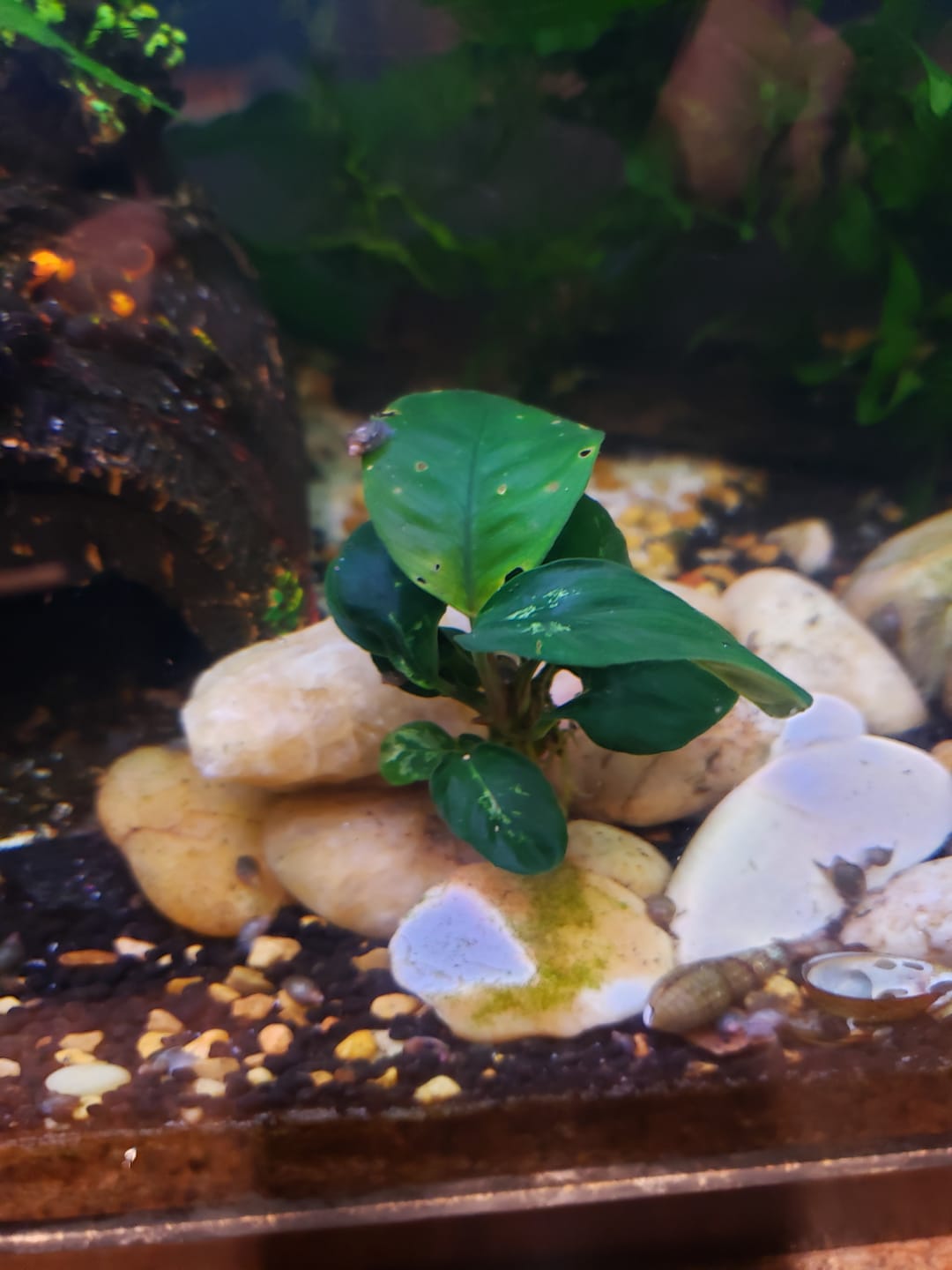 Customer photo review of Anubias Barteri Coffeefolia