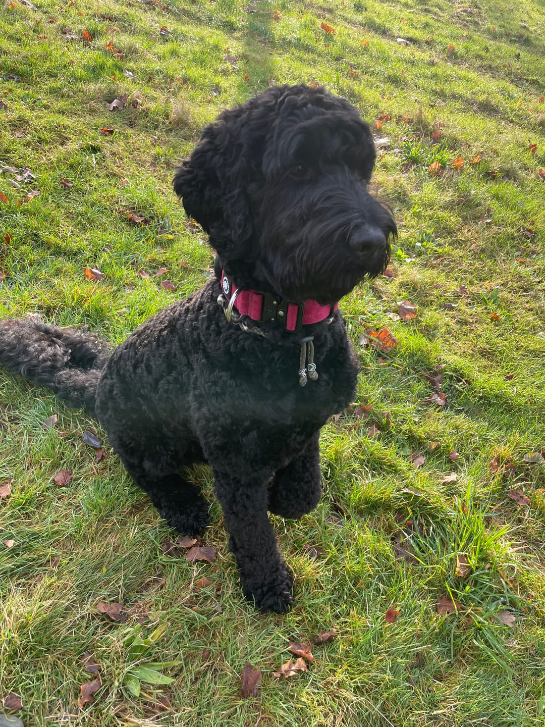 Customer photo review of 4cm Combat® Collar | Rated Clip - NO HANDLE - Burgundy