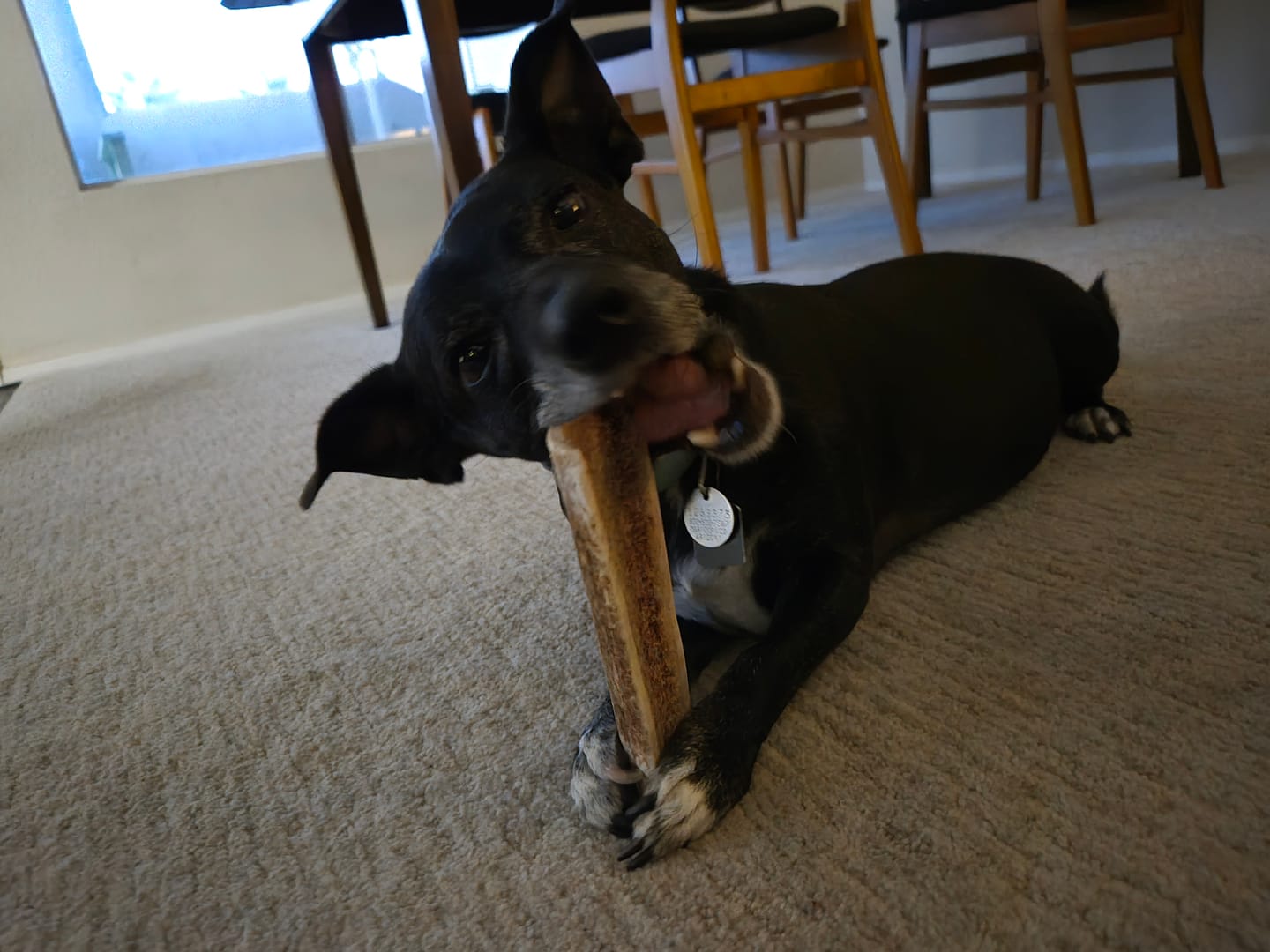 Customer photo review of Medium Elk Chew