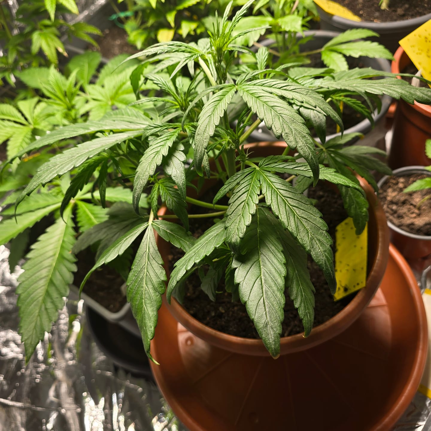 Customer photo review of Hanfsteckling | Gorilla Zkittlez