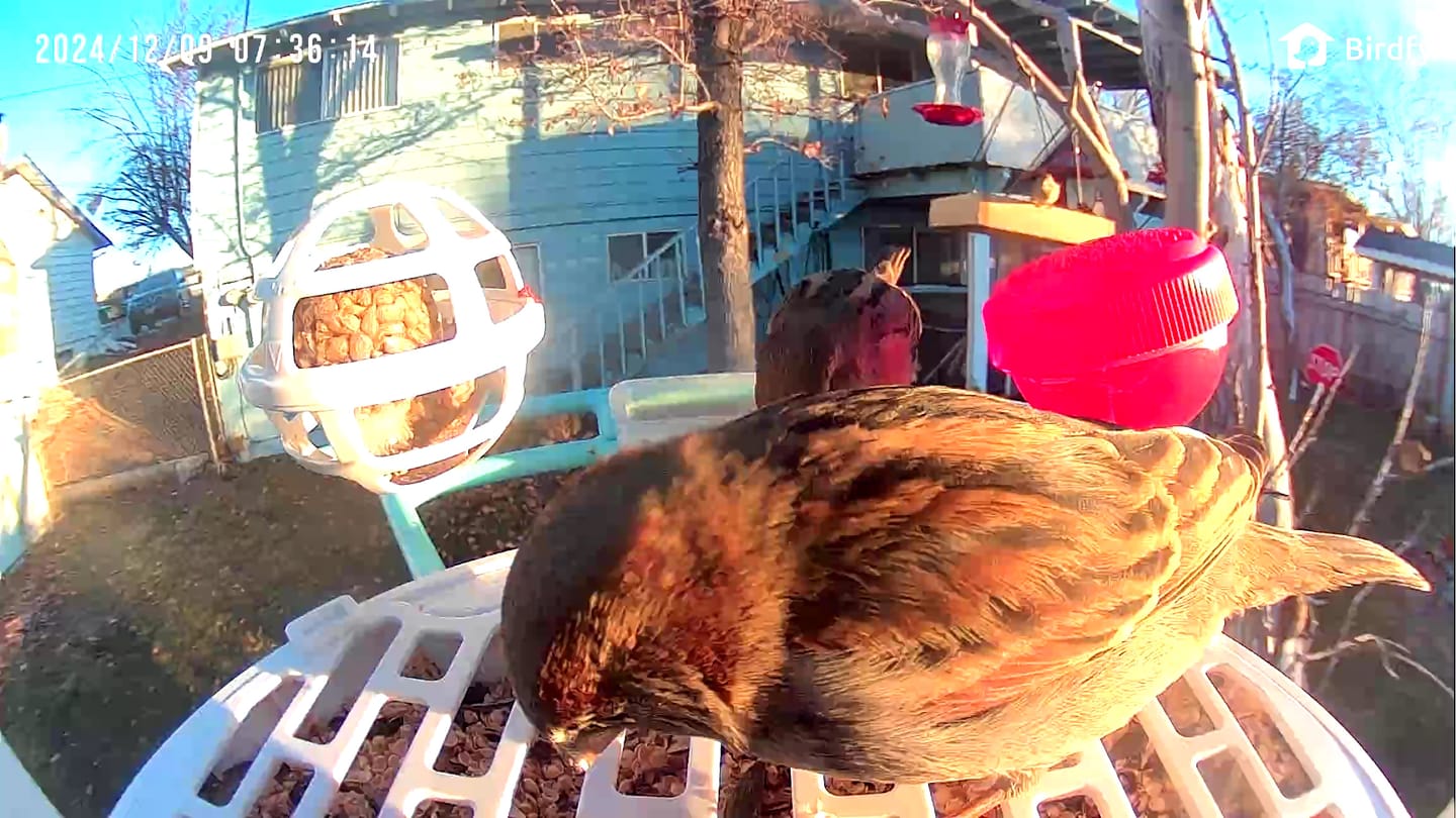 Customer photo review of Birdfy Feeder with Solar Panel - Solar Powered Bird Feeder Camera