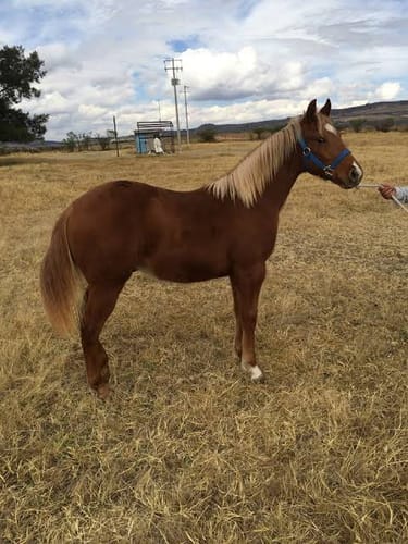 Customer photo review of Xilaphorte 10%