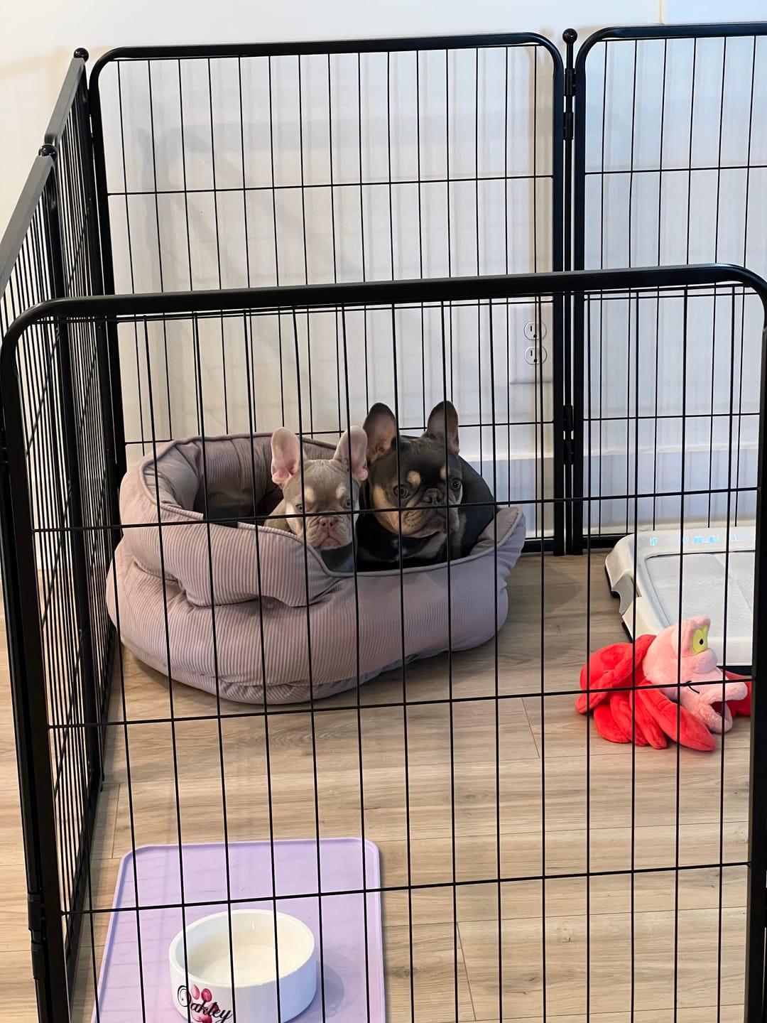 Customer photo review of Storage Bag for Storing & Carrying Playpen-Fits 8 Panels