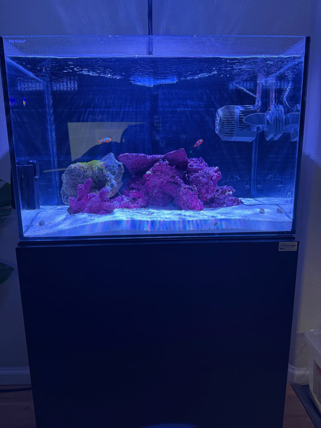 Customer photo review of Fiji Cube 32 Gallon Rimless AIO Glass Nano Tank - PRO Series