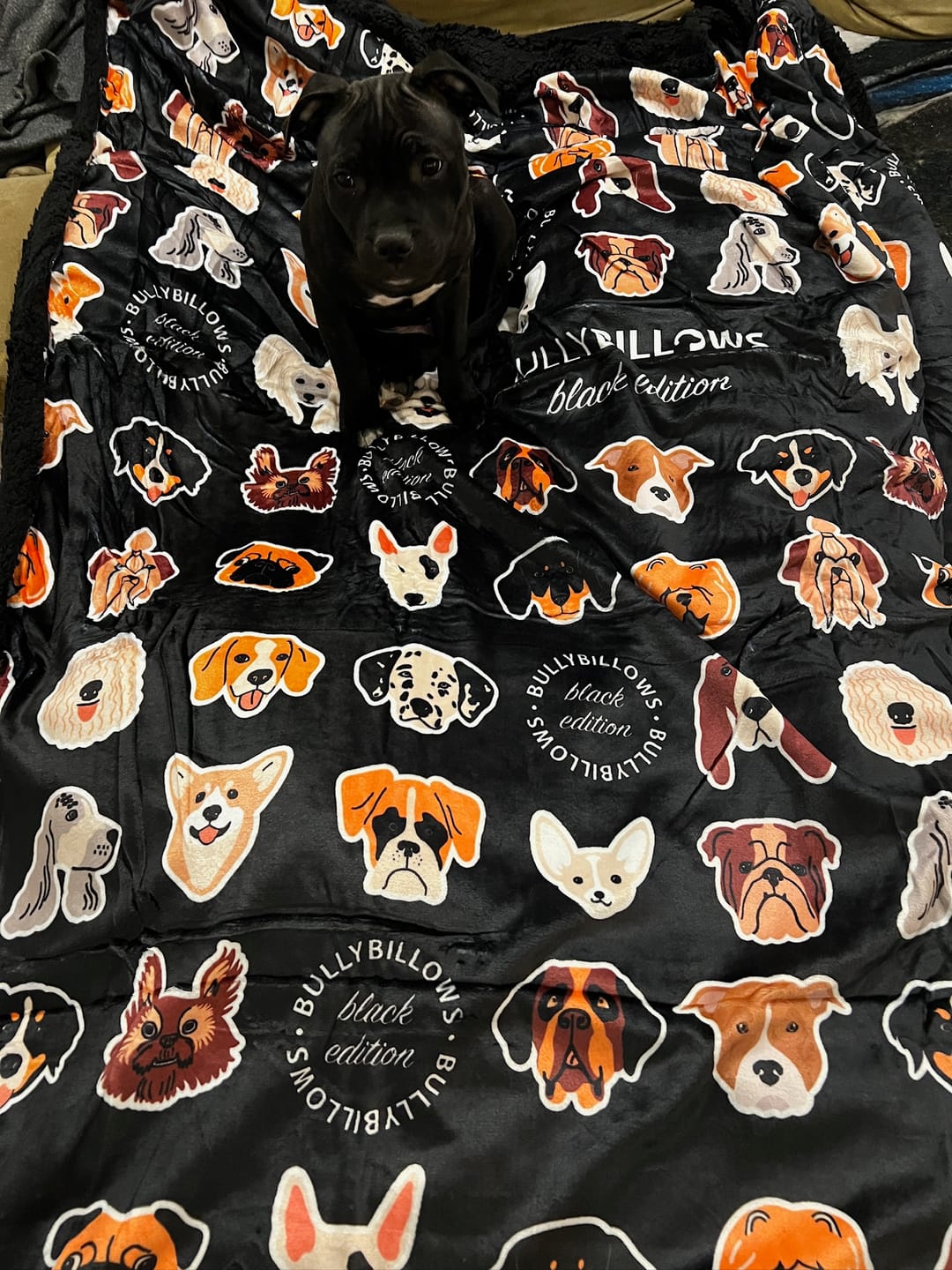 Customer photo review of Black Edition | Luxury Dog & Human Blanket