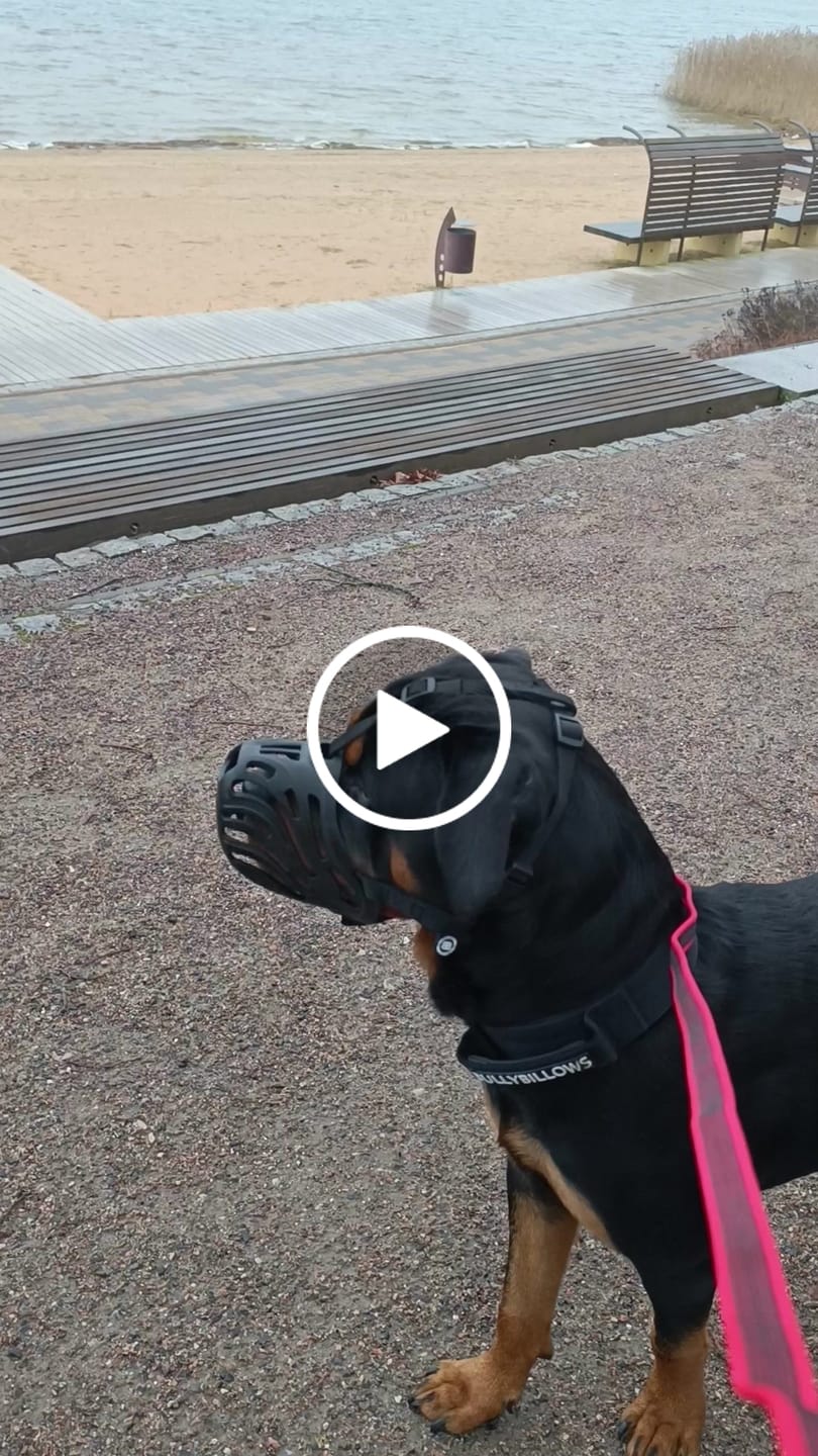 Customer video review of Flexible Cage Muzzle - TPE Material - Legal Requirement | S-XL Breeds - Black
