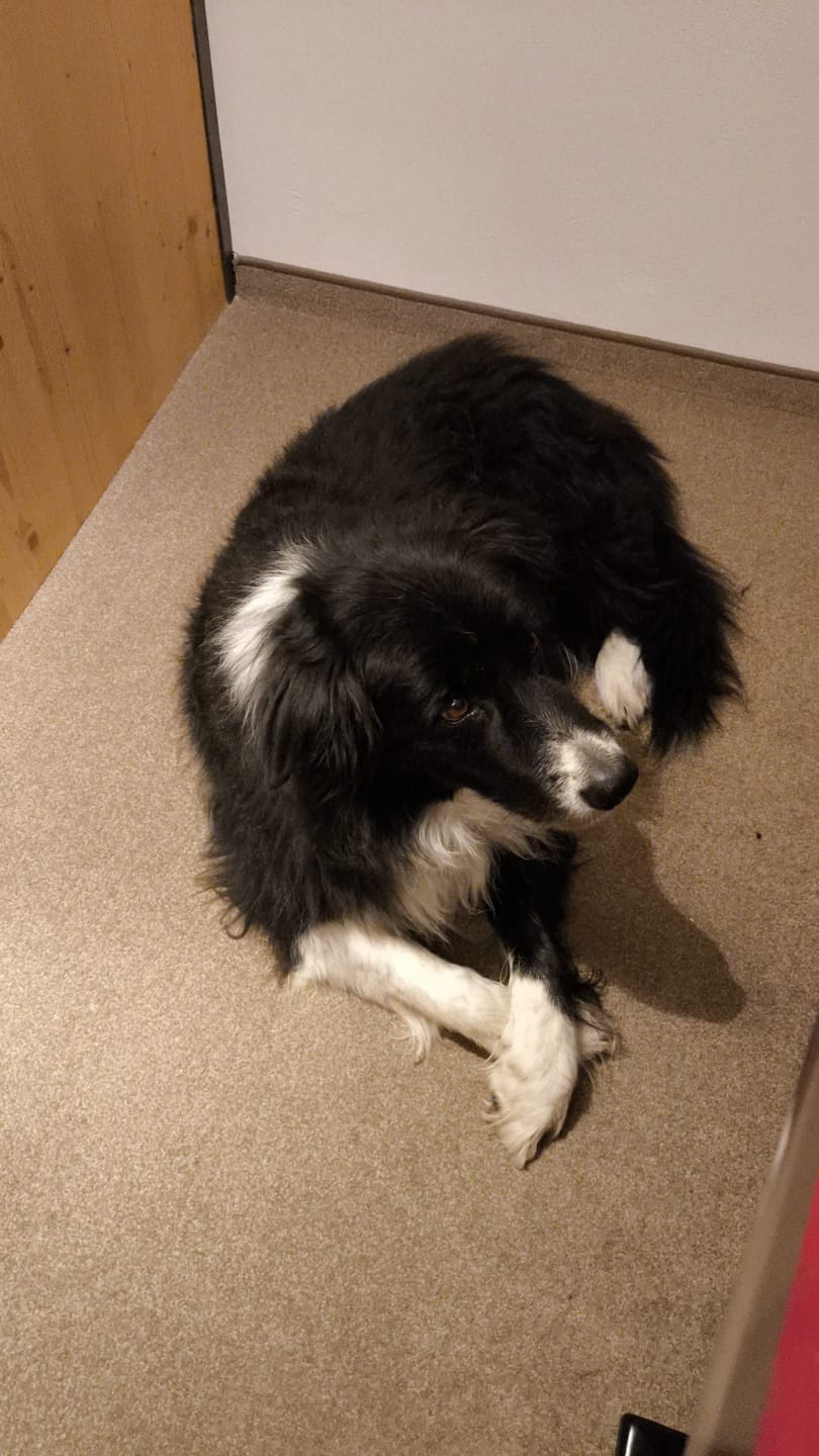 Customer photo review of Hundekekse - Kürbis-Huhn - 5.0 mg CBD - Total 1200 mg CBD