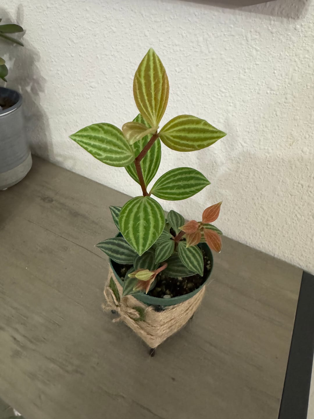 Customer photo review of Peperomia tetragona "Parallel"