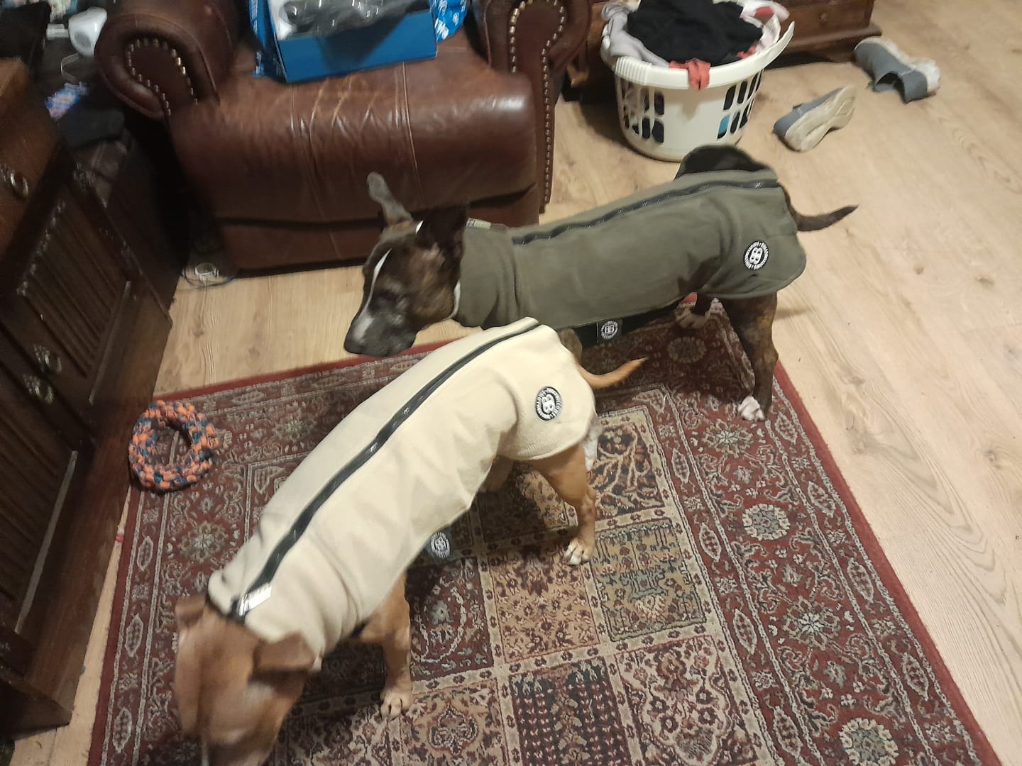Customer photo review of Dog Fleece With Zip - Khaki