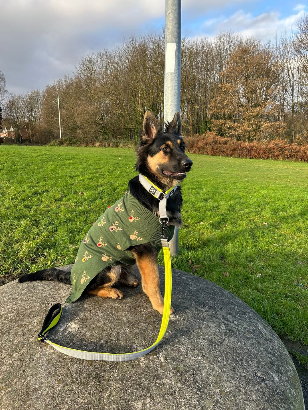Customer photo review of 4cm Slip on Collar | Foam Padded - Metal Grey x Neon