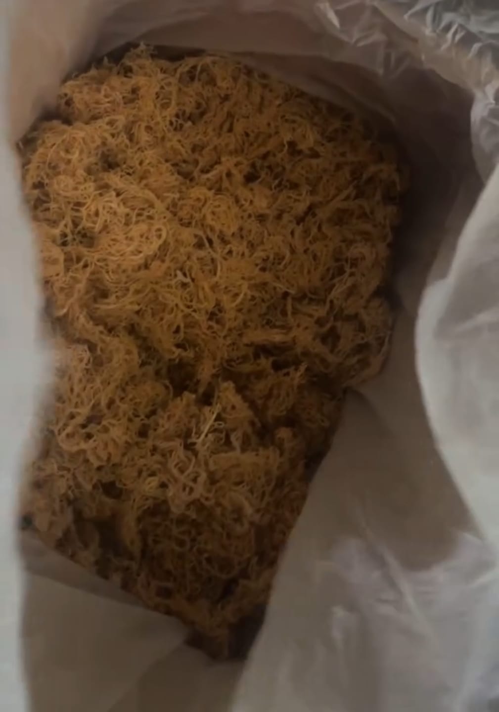 Customer photo review of Wildcrafted Sea Moss from the pristine waters of St. Lucia