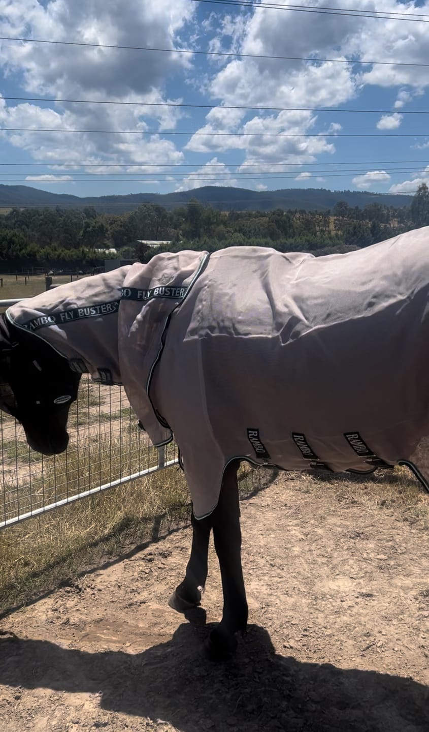 Customer photo review of Rambo Flybuster Vamoose NFZ