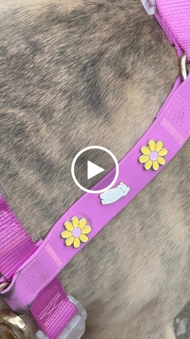 Customer video review of Moodies Harness