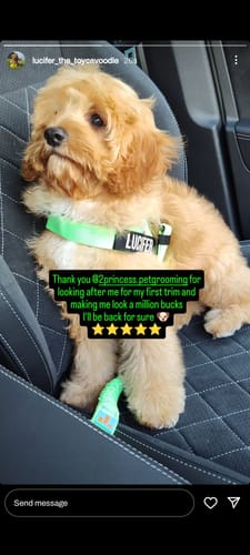 Customer photo review of Walk Essentials