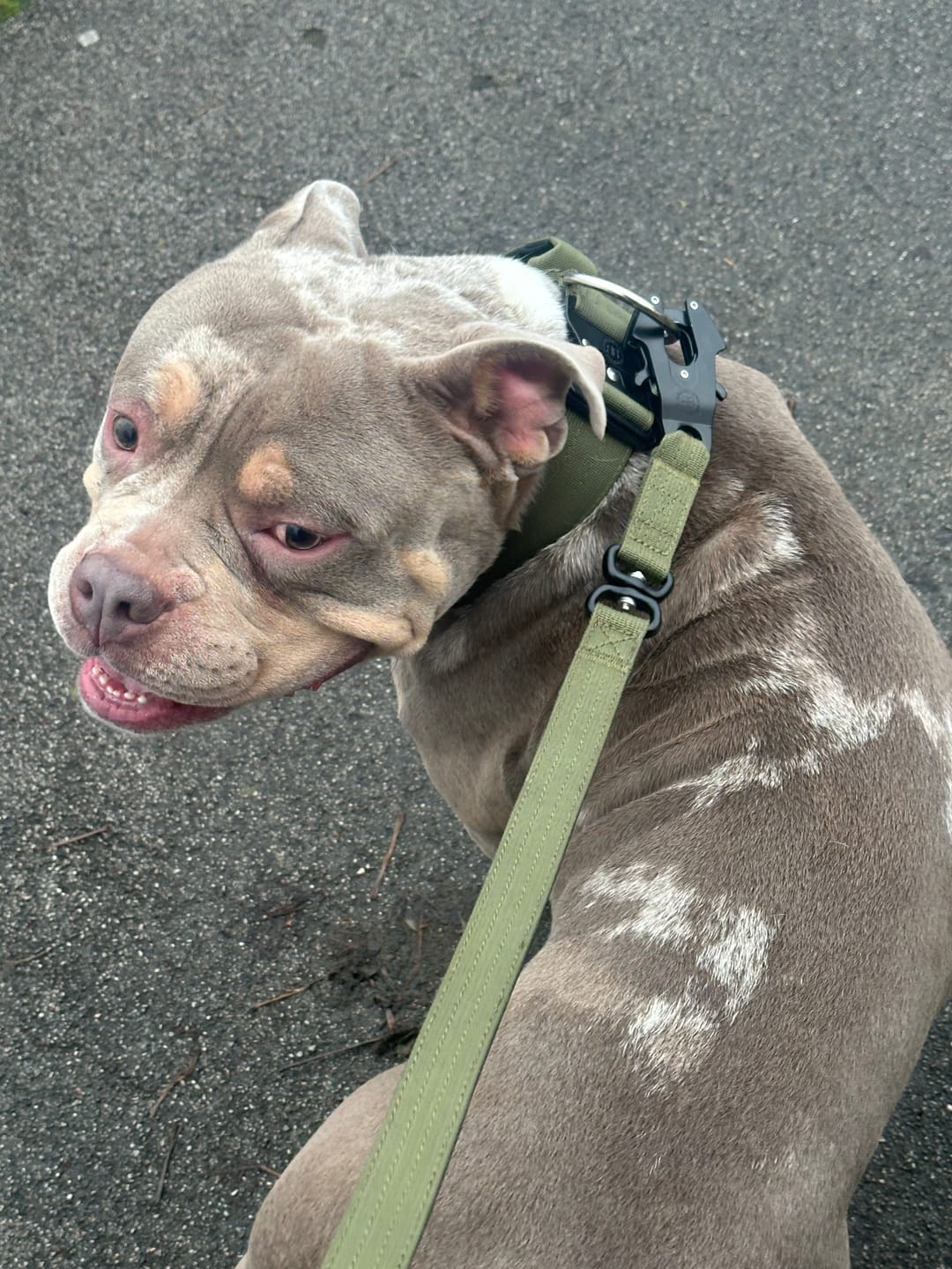 Customer photo review of 5cm Combat® Collar | With Handle & Secure Clip - Khaki
