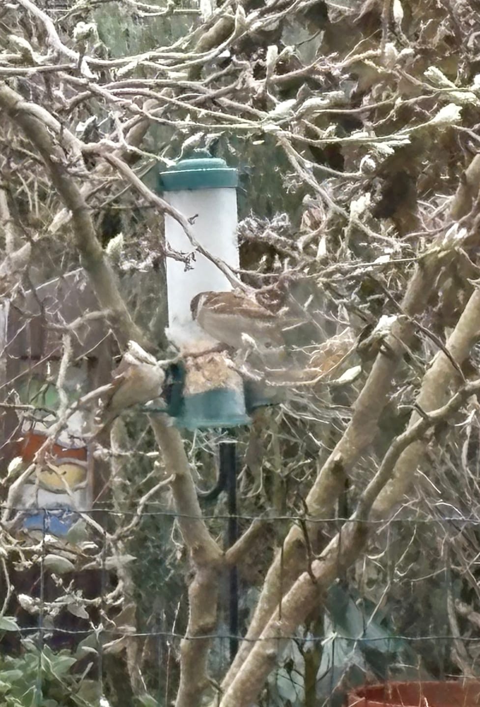 Customer photo review of Bird Seed Food - Wild Birds Feed Mix - 1.8kg & 5kg