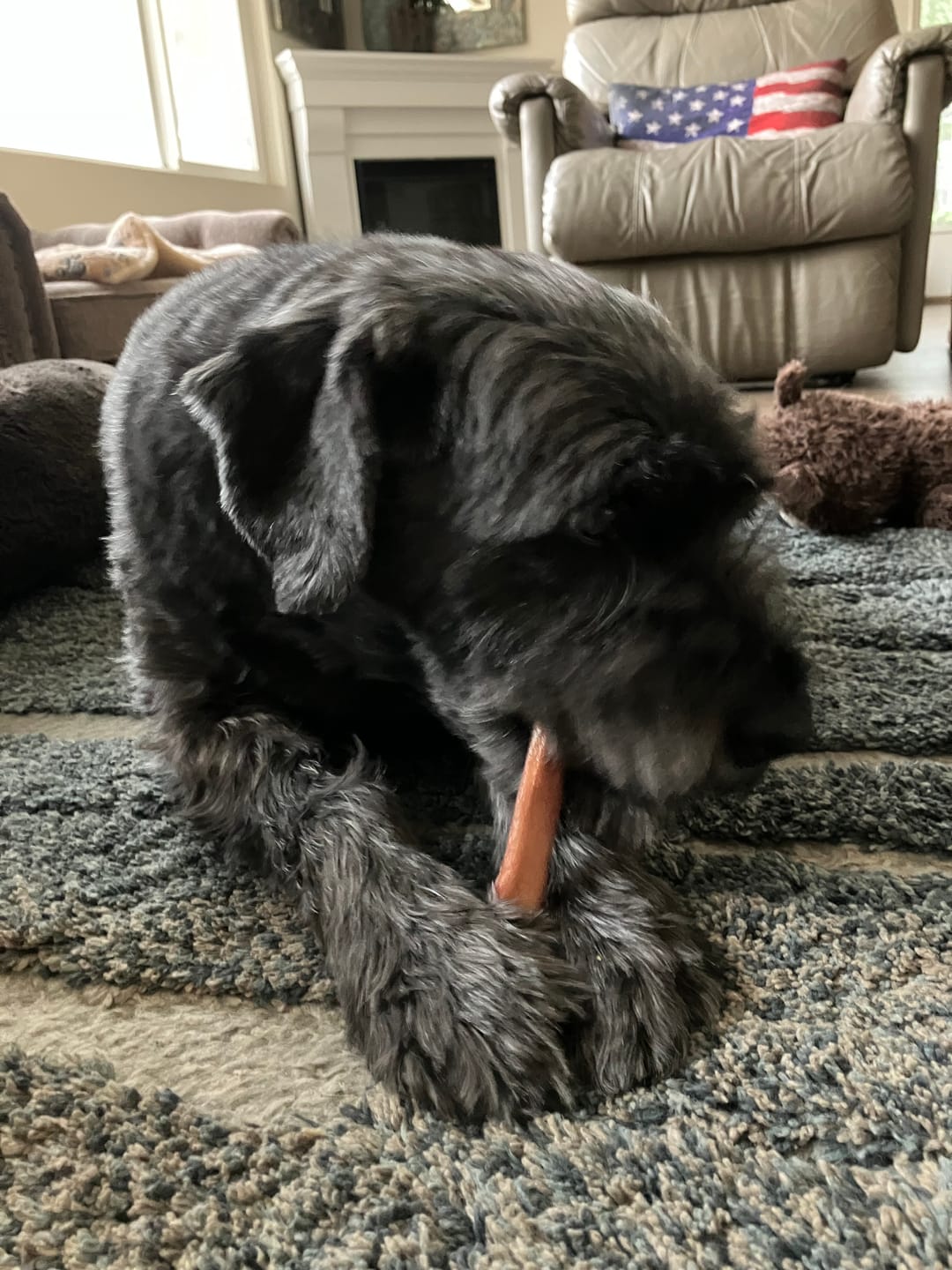 Customer photo review of 6 Inch Standard Braided Bully Stick