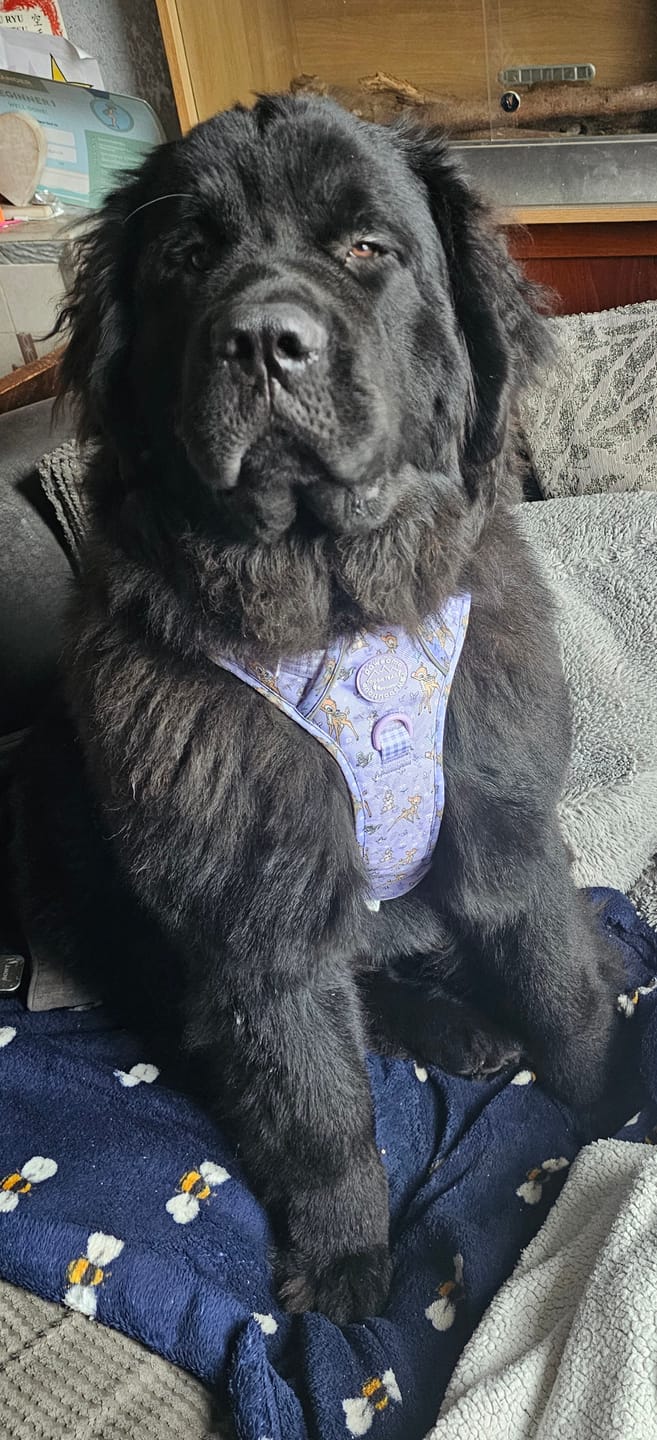 Customer photo review of Disney© Tough Trails™ Harness - Bambi + Friends Lilac