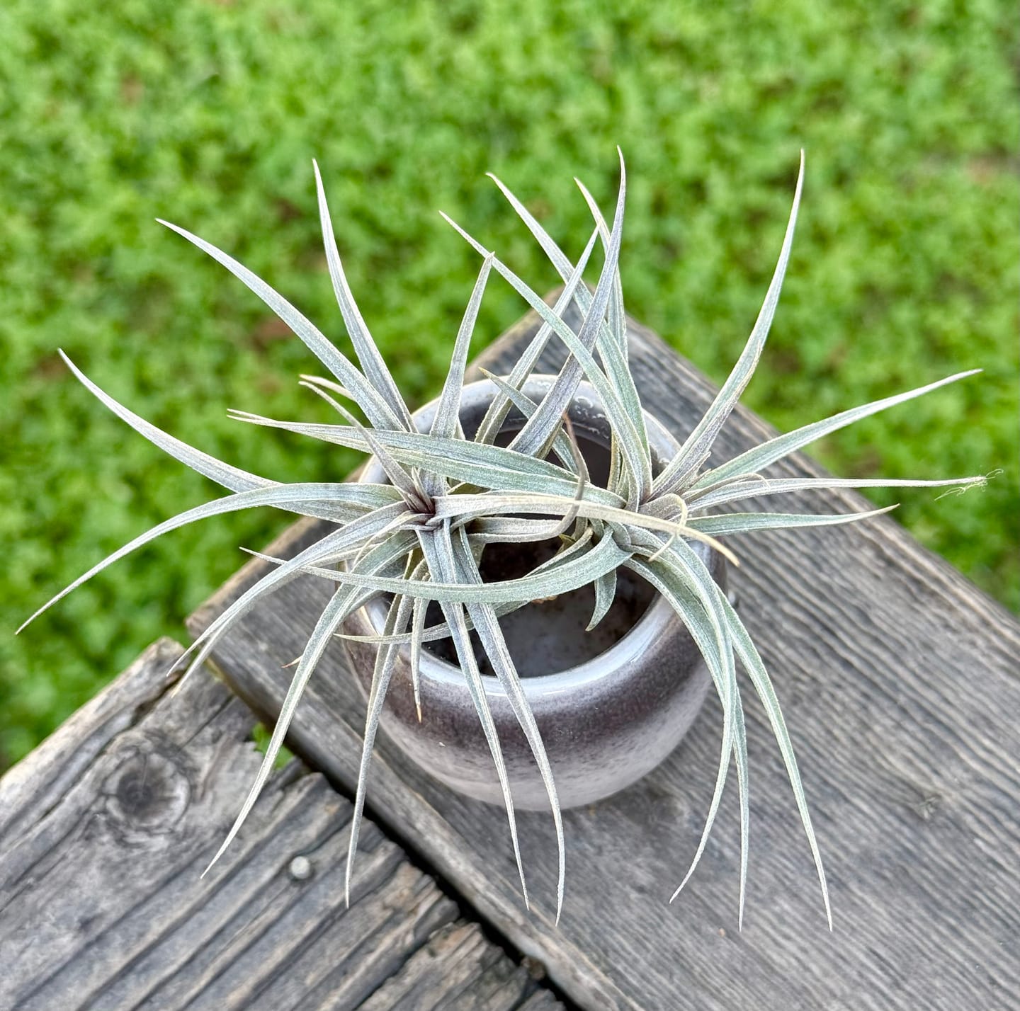 Customer photo review of Aeranthos Mini Purple Form