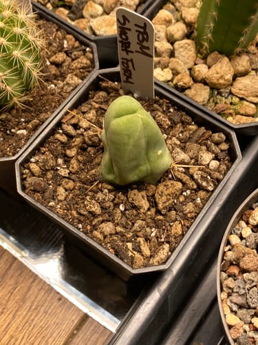Customer photo review of Trichocereus bridgesii monstrose | Penis Cactus | Short Form