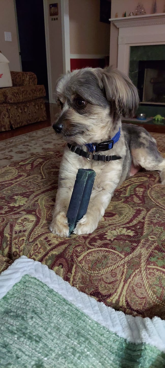 Customer photo review of Blueberry Himalayan Yak Chew (MEDIUM)