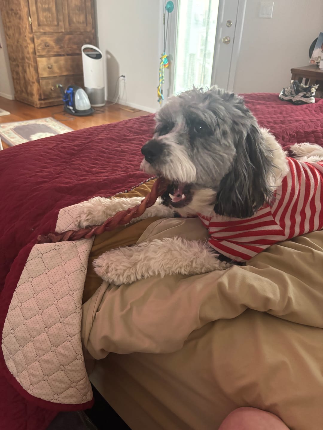 Customer photo review of 12 Inch Thick Braided Bully Stick